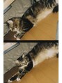 トランク(TRUNK) メインクーン飼ってます^^