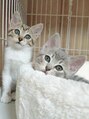 チャマ 徳島本店(CHAMA) 姉妹猫を飼っています★びびともちこです