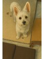 メナードフェイシャルサロン 宮の沢 癒しの愛犬です。顔見るだけで疲れが吹っ飛びます!