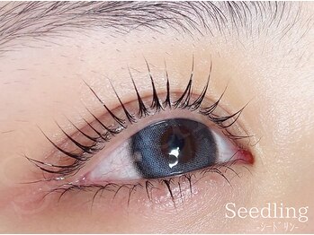 シードリン(Seedling)/まつげパーマ上下