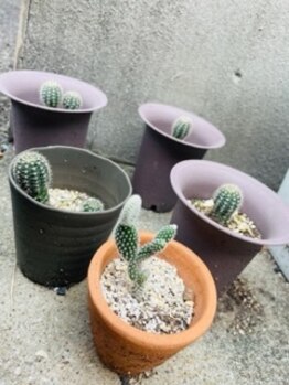 チェッコリ(CHECCOLY)/お店の外で増えてます♪