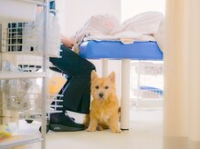 ソピアー(SOPIAH)の雰囲気（看板犬セロイがおります。犬が苦手な方は事前にお知らせください）