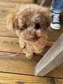 ティアム(Tiam)&nbsp;愛犬トイプーのメルンちゃん◎