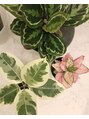 クレア(CREA) 癒しの観葉植物♪一目惚れすると、うちの子にお招きします★