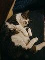プルメリア&nbsp;仲良しのねこちゃん