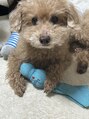 ビジュー(bijou)&nbsp;我が家の愛犬ラン(♂)です。ヤンチャな14才♪