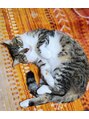ウユ 上尾店(uu) 実家で飼っている猫の"てん"です!この子の他にも4匹います♪