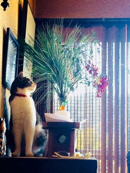 関谷カイロプラクティック整体院/愛猫モモちゃん No.1