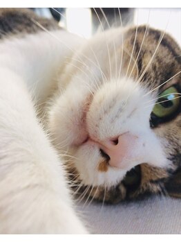 関谷カイロプラクティック整体院/愛猫モモちゃん No.2