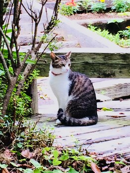 関谷カイロプラクティック整体院/愛猫モモちゃん No.3