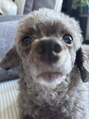 ホットビジョン(HotVision) 可愛い愛犬がいます☆甘えん坊さん!