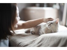 猫とリラクの雰囲気（他にはない、懐こい猫4匹のいる癒しのリラックス空間♪）