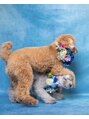 ディオ アンド ルーチェ アット(Dio&Luce at.) 愛犬のぽんずくんともずくりんです♂