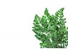 【パワフルデトックス】大量発汗 モリンガ蒸し50分