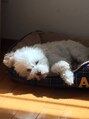 ピウム(pium.) 動物大好き!ペットちゃんの写真見せてください元気になります