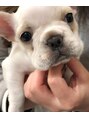ケリー(kelly) 愛犬ではないです！最近はフレンチブルドッグやパグが好きです☆