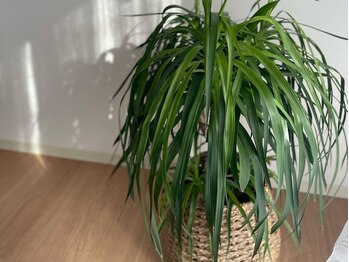 アイラウンジ ミリ(eyelounge mm)/ふっさり植物☆