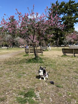 野と花鍼灸院/春の養生は、ゆっくり動くこと