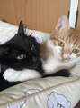 アリエス 甘えん坊のにゃんずたち。毎日すわせていただいてます。感謝