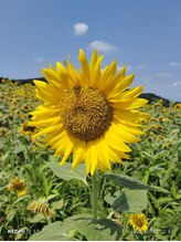 リラクゼーション整体 りめいく 小田
