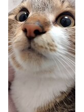 ハルフェイシャル/猫は好きですか？ネコの呟き☆