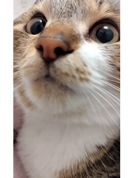 ハルフェイシャル/猫は好きですか？ネコの呟き☆