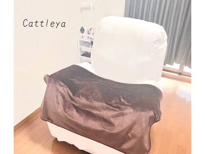 カトレア(Cattleya)の写真