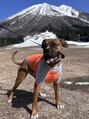 クレア(CREA)&nbsp;実家のわんちゃんです♪大型犬です！
