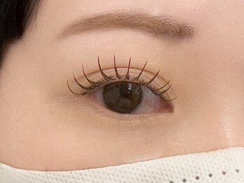 ルピナス 川口(Lupinus)/フラットラッシュ140本