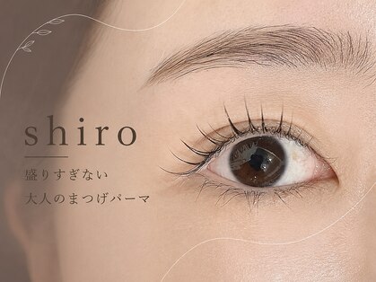 シロ(shiro)の写真