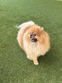 ラズワルド(Lazward)&nbsp;ポメラニアン飼ってます♪
