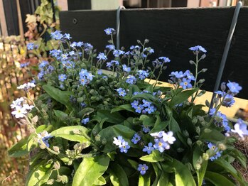 ディープグリーン(DeepGreen)/サロンのお庭