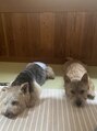 テント 町田店(tent)&nbsp;大好きな愛犬ちゃん達♪アオとケイキです★