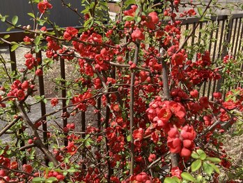 たにあん/ボケの花