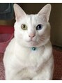 月猫 オッドアイの白猫で2匹は兄弟です!うちの守護神猫ちゃんです☆