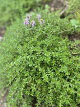 ルアナ(Luana)/伊吹山の野草１