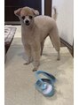 ホットビジョン(HotVision) 個性強めな愛犬!!一応犬です☆
