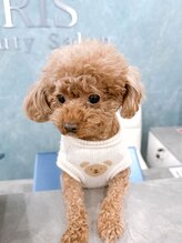 アイリス(IRIS)&nbsp;看板犬 べあ