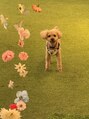 ウリ(uli beauty) 愛犬のパンチです！ワンちゃん大好き