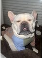 メルティーズ 東京 麻布十番(MELTY's)&nbsp;もずくです。13キロでちょっとふくよか犬です。胡瓜が好きです。
