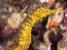 アジアンリラクゼーション ヴィラ 大橋店(asian relaxation villa)/タイ：トランの島々