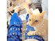 アンラベルゴーマルイチ(UNR501.)の写真