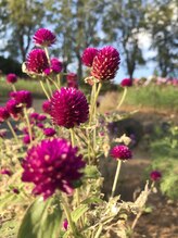 ヒビキ(HIBIKI)&nbsp;中村 