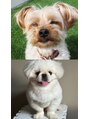 ネコル 木更津店(nekoRu)&nbsp;実家の愛犬チャーリーと私の家にいるうゆです♪♪