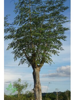 トータルビューティーヘルスケアサロン ニルファ(Nilufa)/モリンガ蒸し発祥の店です！