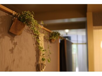 メソテース(Mesotes)/グリーン達