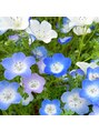 ヨサパーク ネモフィラ(YOSA PARK) たまにカメラで写真撮ったりもしてます♪