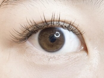 ローラント(LAURENT)/フラットラッシュ 120本