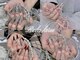 ローラキラ(Rola kira)の写真