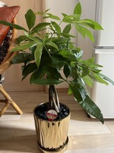 サロンリンセ(Rinse)/＊観葉植物＊